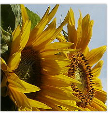 Sonnenblumen in der Sonne, vor blauem Himmel