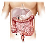 Magen-Darm-System