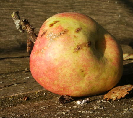 Dieser Apfel hat - geschätzt - 80 Kilokalorien