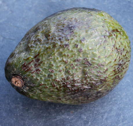 Avocado, ganz