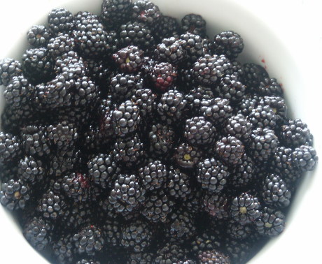 Brombeeren 