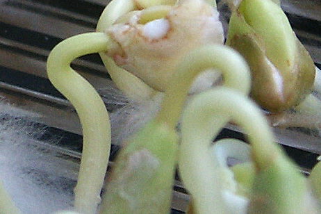 skurrile Buchweizenkeimlinge