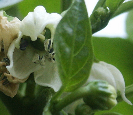 Chili-Blüte: Empfindliche Pflanzen brauchen viel Pflege