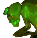 Bildunterschrift: An einfachen Organismen erkennen Wissenschaftler Entzündungsreaktionen, die mit Übergewicht einhergehen. Sie können diese Entzündung an modifizierten Fliegen wie hier Drosophila sichtbar machen (hier grün).