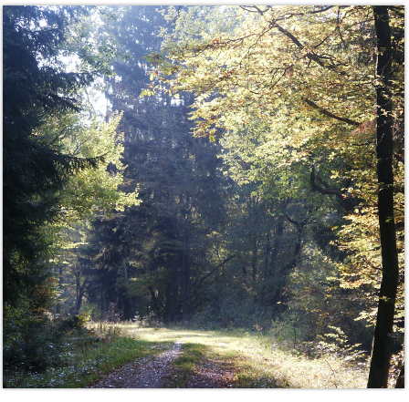 Herbstwald