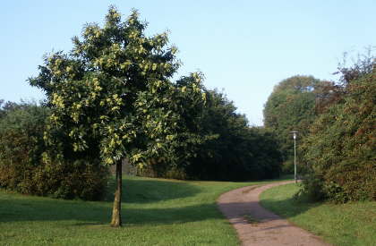 Kastanienbaum in Idstein