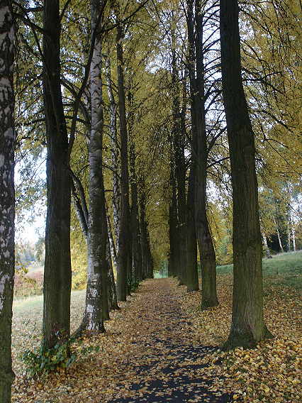 Herbstmotiv - als Assoziation zu "Lebensabschnitte" 