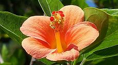 Hibiscus Blüte 