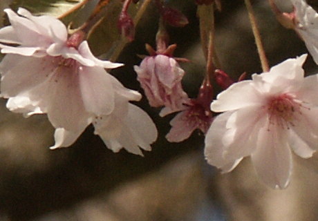 Kirschblüte