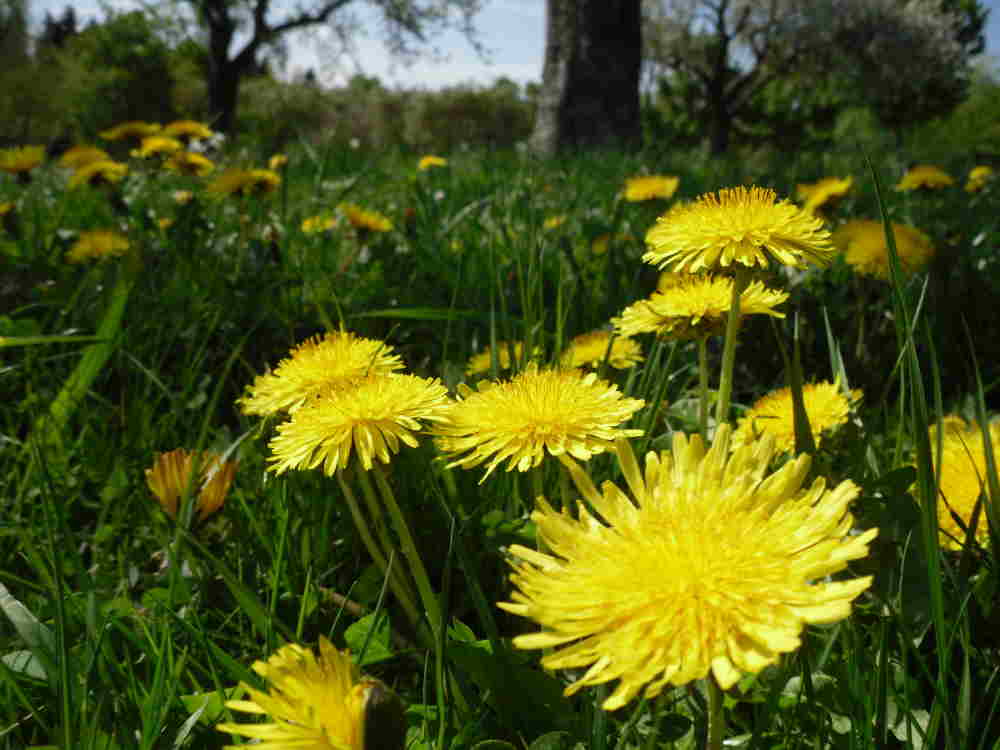 Löwenzahn-Wiese 