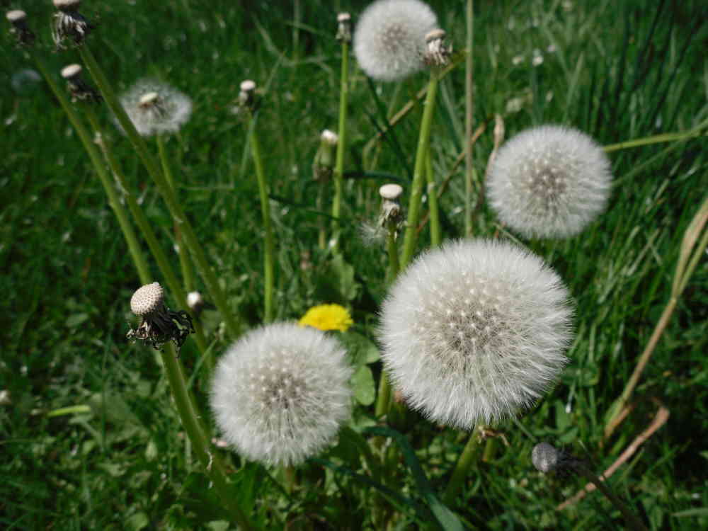 Pusteblume, im reifen Zustand