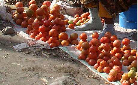 Tomaten: unverzichtbarer Bestandteil der MAssai-Diät 