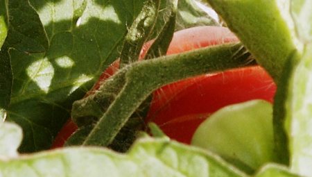 Tomate, leicht versteckt 