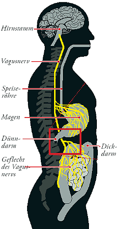 Darmgehirn - Gehirn - Anbindung 